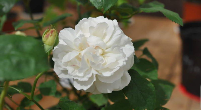 23 остинки или лучшие сорта роз Дэвида Остина