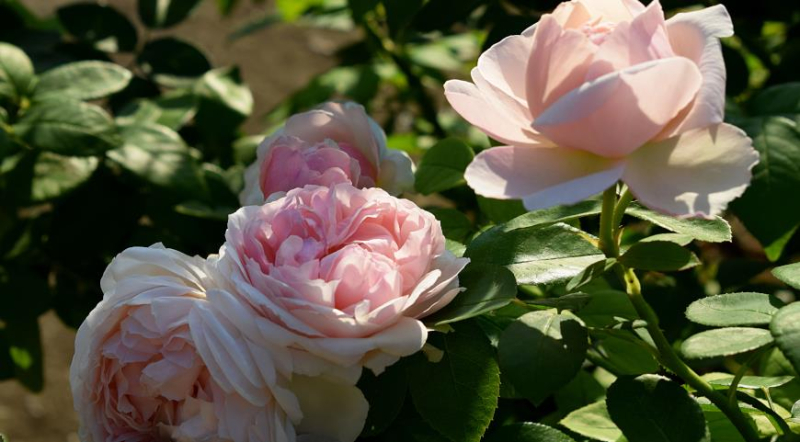 23 остинки или лучшие сорта роз Дэвида Остина