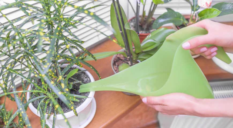 Как подготовить к зиме комнатные растения: советы Елены Костровой, коллекционера редких растений