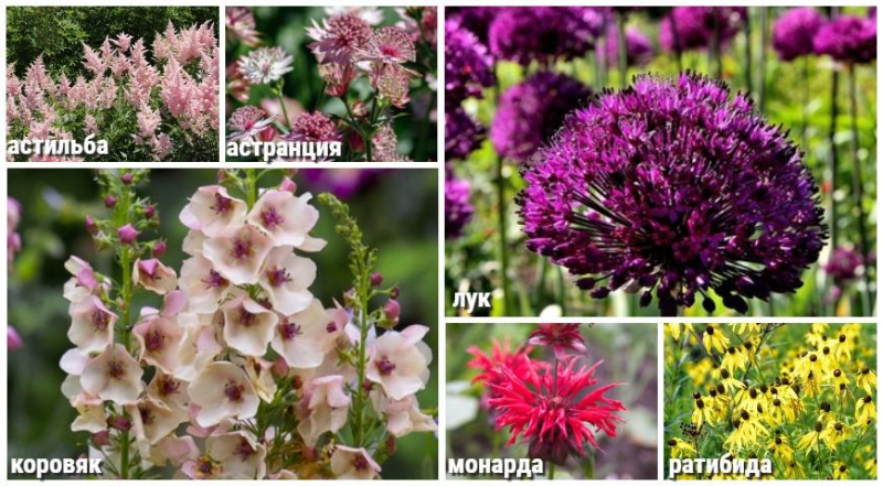 Полный список растений для цветника в удольфианском стиле Новой волны