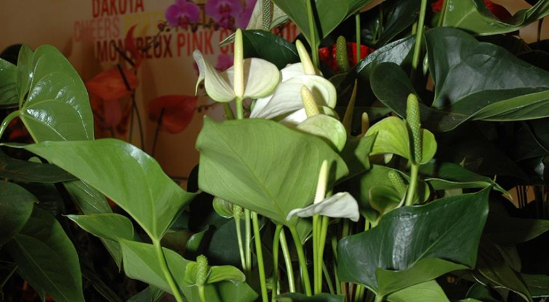 Антуриум Андрэ, или цветок фламинго - мужское счастье, цветок любви и символ медового месяца