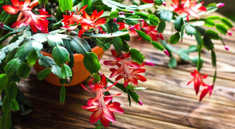 Цветущие и декоративные комнатные растения к Новому году и Рождеству