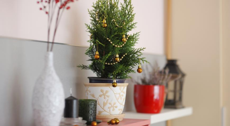 Цветущие и декоративные комнатные растения к Новому году и Рождеству
