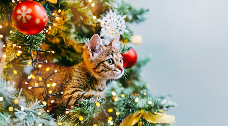 Домашние животные и елка: какие опасности таит в себе новогодняя елка для домашних котиков и собак