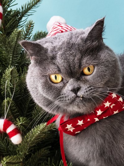 Владельцам домашних животных дали совет по выбору новогодней елки