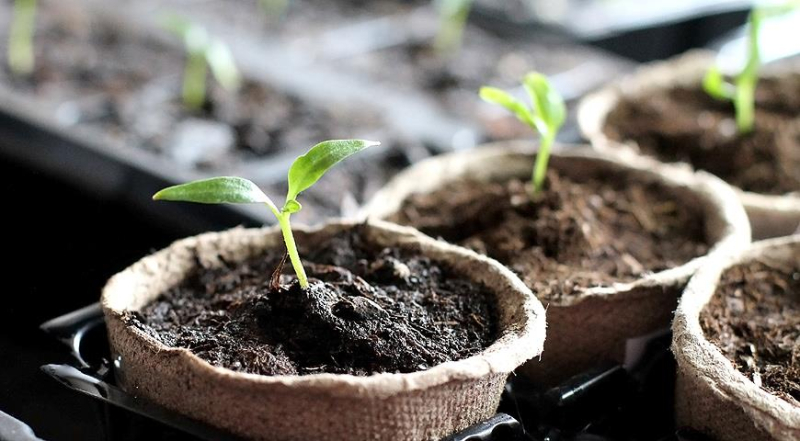 6 способов подготовки семян перца к посеву: советы профессионала
