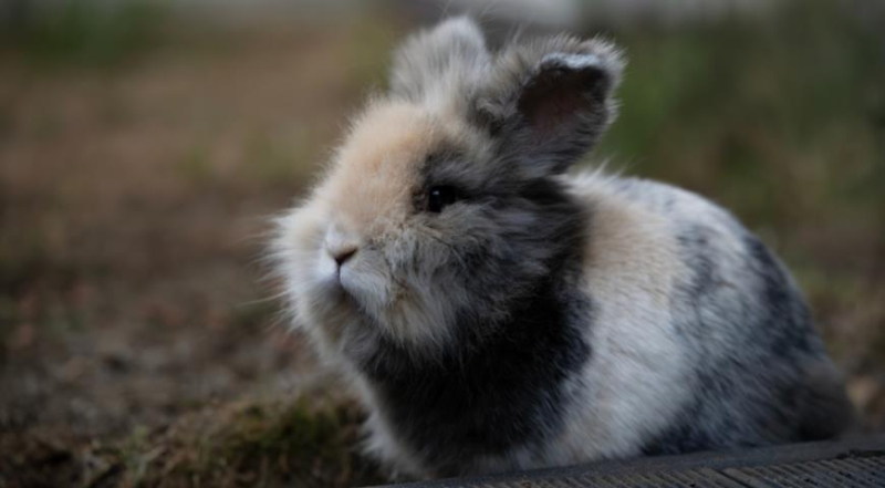 Домашний декоративный кролик, как правильно ухаживать за животным