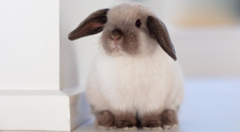 Домашний декоративный кролик, как правильно ухаживать за животным