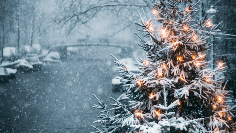 Эксперт Рыбальченко: Настоящие елки в Новый год экологичнее искусственных