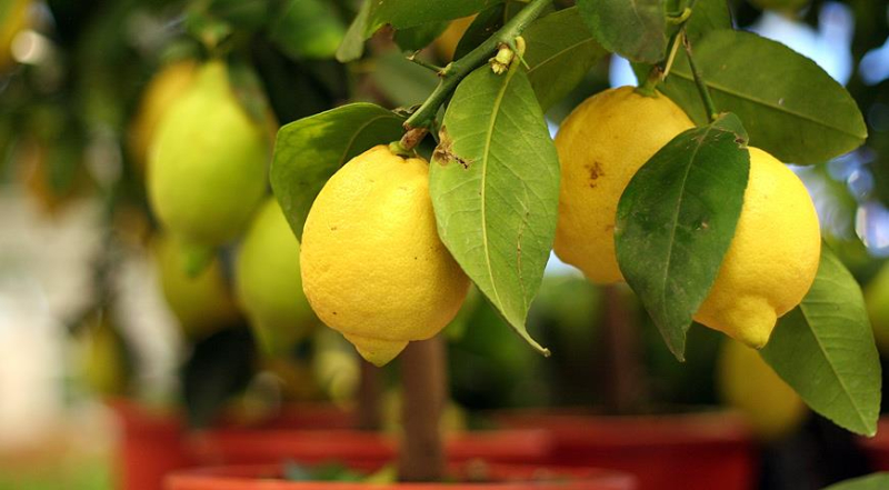 Есть ли польза от лимонов: сколько нужно съесть, чтобы быть здоровым