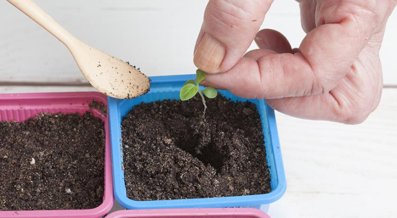 Как дома самому вырастить рассаду гелиотропа