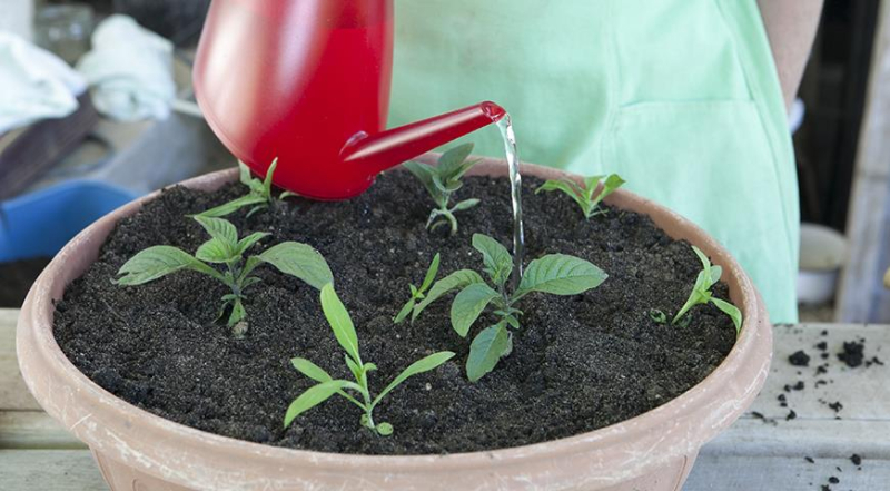 Как дома самому вырастить рассаду гелиотропа