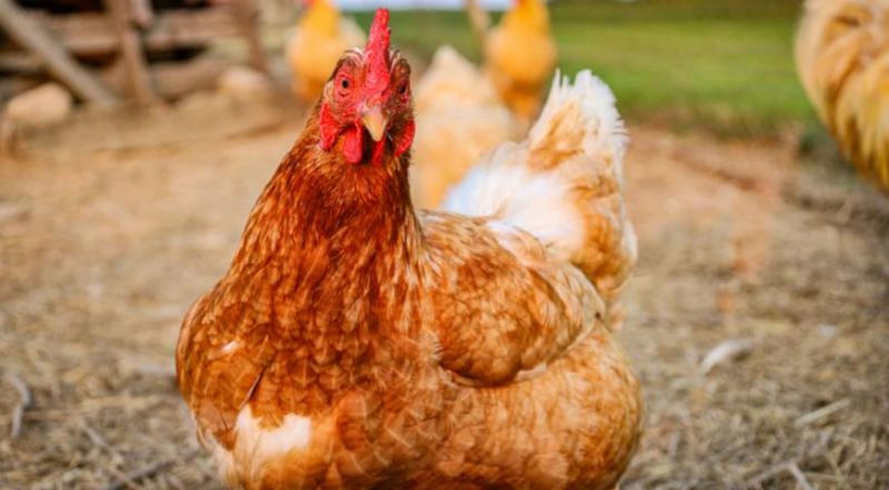 Как выбрать подходящую породу курицы несушки, ухаживать за птицей и правильно содержать