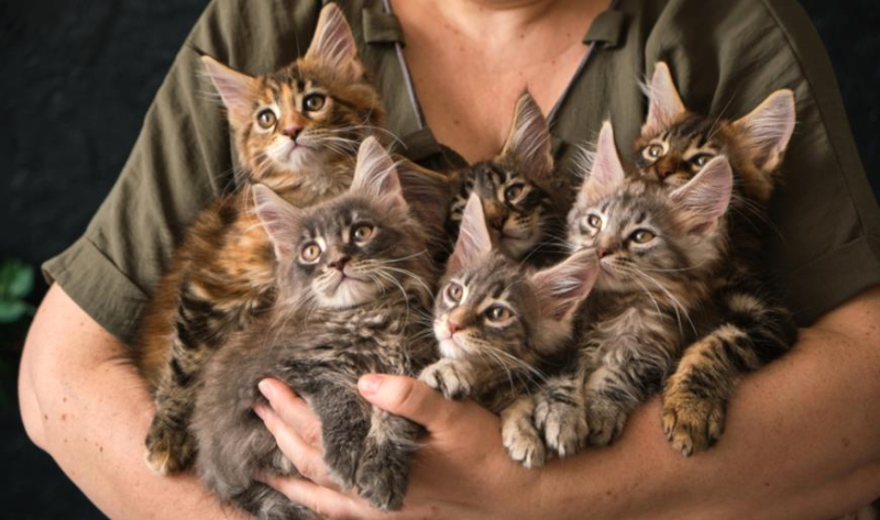Почему так популярны кошки породы мейн-кун, как правильно их содержать