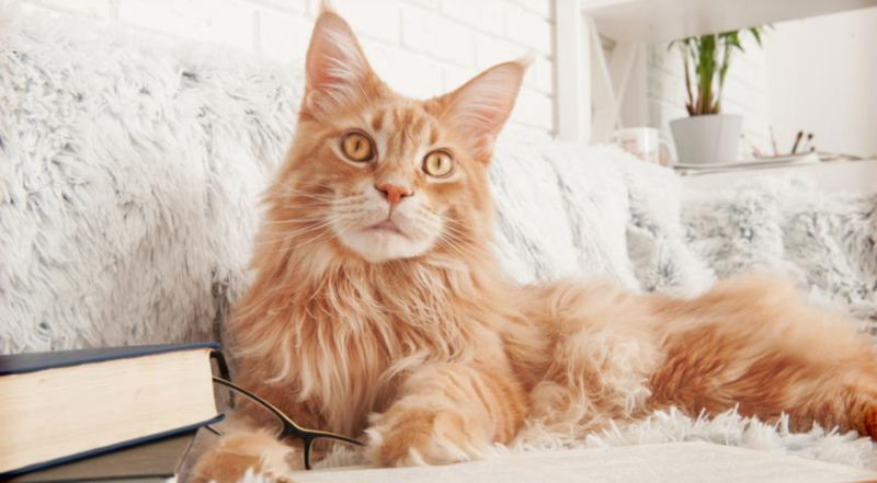Почему так популярны кошки породы мейн-кун, как правильно их содержать