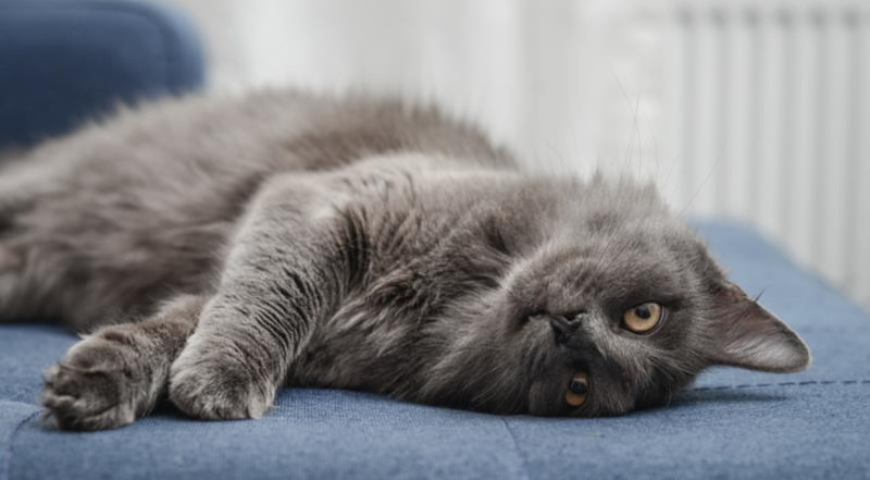 Почему так популярны кошки породы нибелунг, описание породы и секреты ухода
