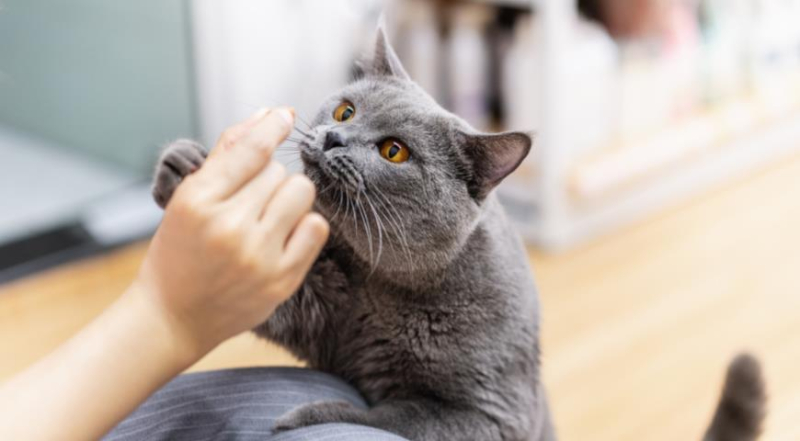 Британская порода кошек, особенности ухода и секрет популярности