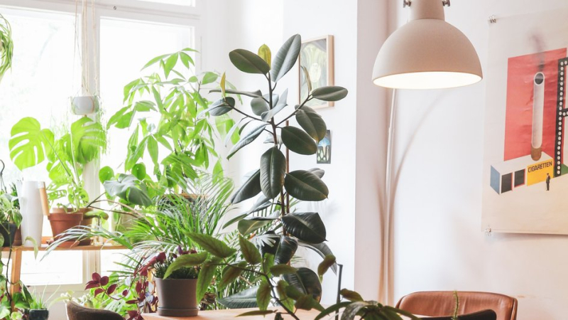 Лайфхак: комбинация растений и ароматов делает дом еще уютнее