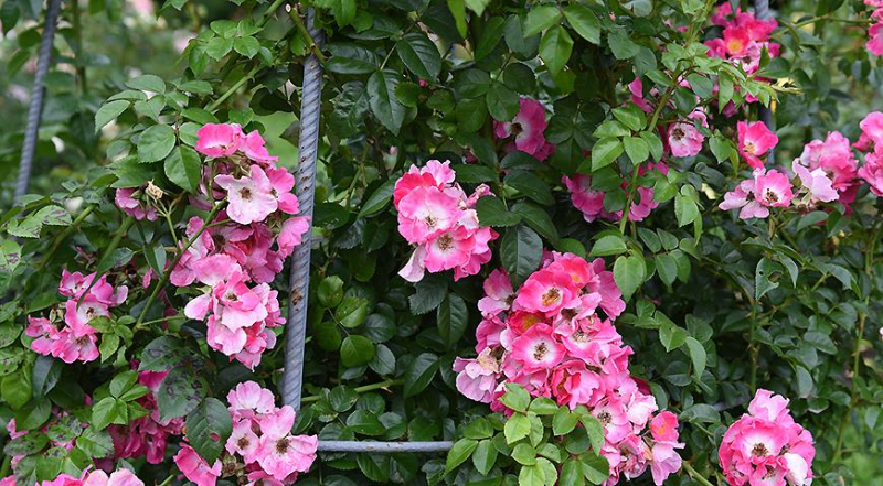 10 самых красивых и зимостойких сортов плетистых, вьющихся роз с гибкими и длинными побегами