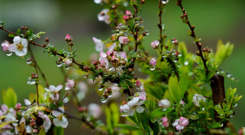 Самые красивые виды спиреи, цветущие весной
