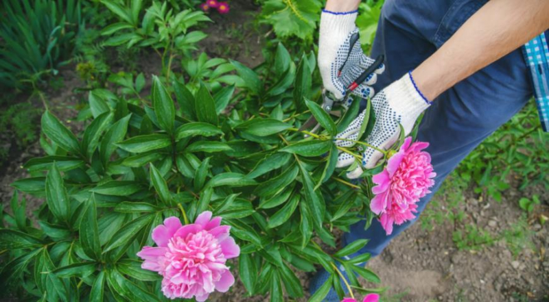 5 секретов пышного цветения пионов, что надо сделать весной