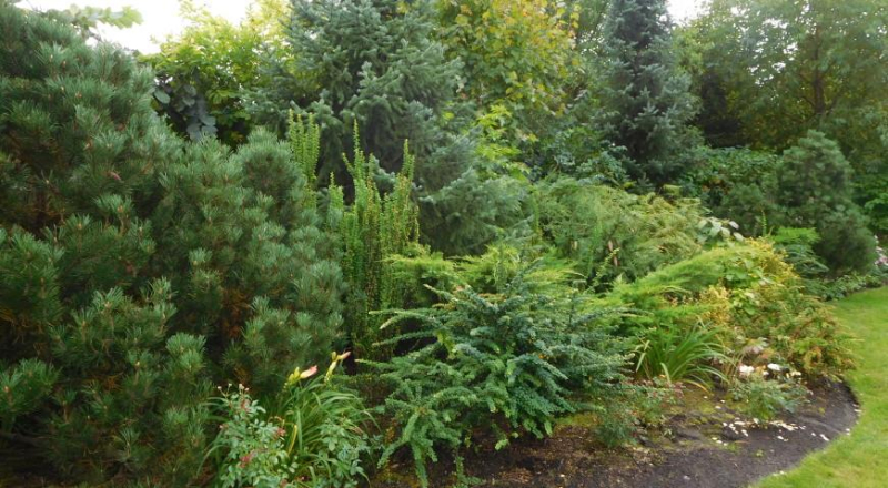 7 видов сосен, которые отлично подходят для сада