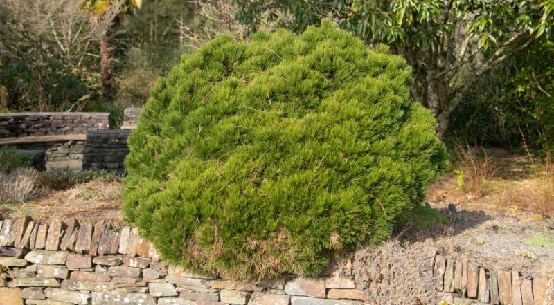 7 видов сосен, которые отлично подходят для сада