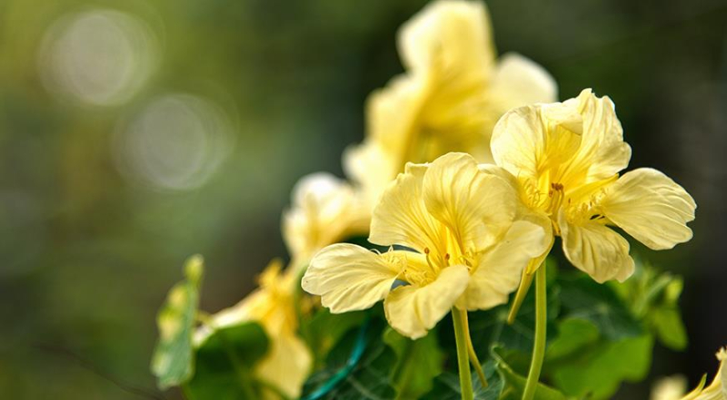 ТОП-10 красивоцветущих летников для посева в цветник в апреле - в мае