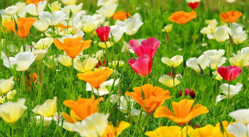 ТОП-10 красивоцветущих летников для посева в цветник в апреле - в мае