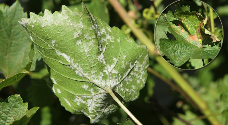 Все основные болезни винограда: профилактика и их лечение